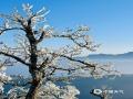 中国天气网讯 1月6日，贺州市姑婆山景区出现雾凇美景，山间的树枝挂满毛茸茸的冰晶，远看像梨花盛放，犹如大自然雕琢的艺术品。（文/唐冬晓 图/林匪、大梁、笑笑）