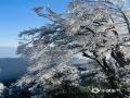 中国天气网讯 1月6日，贺州市姑婆山景区出现雾凇美景，山间的树枝挂满毛茸茸的冰晶，远看像梨花盛放，犹如大自然雕琢的艺术品。（文/唐冬晓 图/林匪、大梁、笑笑）