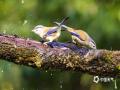 中国天气网广西站讯 近日，冬日暖阳洒满广西南宁良凤江国家森林公园，三两只野生蓝翅须鹛现身人工水槽，或低头啄水，或扑翅嬉闹，灵动身影惹人喜爱。（图/曾海科  文/郁海蓉）