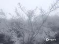 中国天气网讯 受寒潮天气影响，1月20-21日广西气温剧烈下降，多地出现低温雨雪冰冻天气，万物好像一夜之间被冰雪“冻”住。图为河池环江龙岩乡朝阁村万亩草甸和东兴镇杨梅坳出现雾凇景观。（文/黄丽娜 图/韦黄玉 梁丽娜）