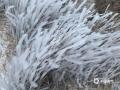中国天气网讯 受寒潮天气影响，1月20-21日广西气温剧烈下降，多地出现低温雨雪冰冻天气，万物好像一夜之间被冰雪“冻”住。图为柳州融水杆洞乡的草被冰雪“冰封”（文/黄丽娜 图/韦黄玉 梁丽娜）