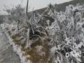 中国天气网广西站讯 在寒潮的持续影响下，1月21日至22日，桂北部分地区和高寒山区多地出现雾凇、雨凇奇观。图为：百色多地出现雾凇、雨凇等景象。（图/黄玉信）