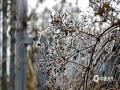 中国天气网广西站讯 在寒潮的持续影响下，1月21日至22日，桂北部分地区和高寒山区多地出现雾凇、雨凇奇观。图为：崇左市天等县上映乡牛头岭山顶出现雾凇。（图/黄敏）