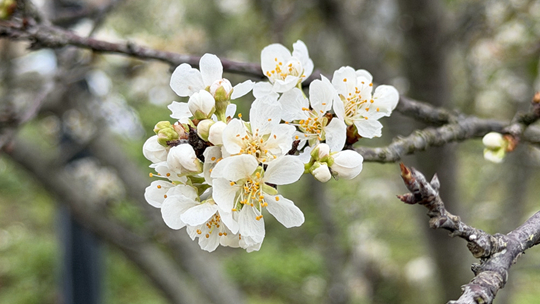 天峨立春李花开满山 洁白如雪添春色