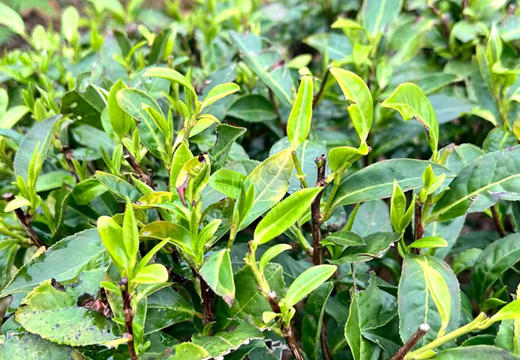 广西昭平瑶乡春茶开采