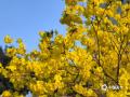 中国天气网广西站讯 近日，百色市的黄花风铃木迎来盛花期，城区部分路段两旁一片金黄，为春日增添了一道亮丽的风景线。图为3月4日拍摄的百色城区黄花风铃木。（图/陆妮 王琛 文/王琛)