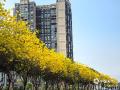 中国天气网广西站讯 近日，百色市的黄花风铃木迎来盛花期，城区部分路段两旁一片金黄，为春日增添了一道亮丽的风景线。图为3月4日拍摄的百色城区黄花风铃木。（图/陆妮 王琛 文/王琛)