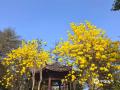 中国天气网广西站讯 近日，百色市的黄花风铃木迎来盛花期，城区部分路段两旁一片金黄，为春日增添了一道亮丽的风景线。图为3月4日拍摄的百色城区黄花风铃木。（图/陆妮 王琛 文/王琛)