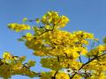 中国天气网广西站讯 近日，百色市的黄花风铃木迎来盛花期，城区部分路段两旁一片金黄，为春日增添了一道亮丽的风景线。图为3月4日拍摄的百色城区黄花风铃木。（图/陆妮 王琛 文/王琛)