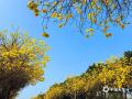 中国天气网广西站讯 近日，百色市的黄花风铃木迎来盛花期，城区部分路段两旁一片金黄，为春日增添了一道亮丽的风景线。图为3月4日拍摄的百色城区黄花风铃木。（图/陆妮 王琛 文/王琛)
