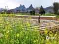 中国天气网广西站讯 惊蛰时节，万物复苏。这两天广西来宾市忻城县农民抢抓农时，积极开展春耕春管等农事活动，田间地头一派繁忙景象。​​（图文/樊绍光 ） ​​​