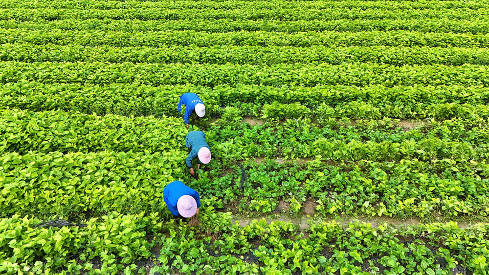 来宾：惊蛰至 农事忙