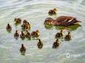 中国天气网广西站讯 昨日（3月16日），广西南宁城区最高气温达25℃，白天暖意融融。在南湖公园的碧波之上，一只成年鸭带着一群毛茸茸的幼崽在湖面悠然游弋。小家伙们或探头啄水，或结伴追逐嬉戏，憨态可掬的模样萌趣十足，为春日绿城增添了一抹灵动生机，也生动诠释了 “春江水暖鸭先知” 的诗意画面。（图/曾海科  文/郁海蓉）