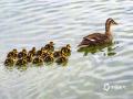 中国天气网广西站讯 昨日（3月16日），广西南宁城区最高气温达25℃，白天暖意融融。在南湖公园的碧波之上，一只成年鸭带着一群毛茸茸的幼崽在湖面悠然游弋。小家伙们或探头啄水，或结伴追逐嬉戏，憨态可掬的模样萌趣十足，为春日绿城增添了一抹灵动生机，也生动诠释了 “春江水暖鸭先知” 的诗意画面。（图/曾海科  文/郁海蓉）