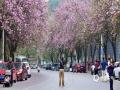 中国天气网广西站讯 3月17日，柳州全城超30万株洋紫荆竞相绽放，粉紫云霞缀满大街小巷。市民纷纷漫步花下打卡拍照，定格春日限定浪漫，在花海中邂逅最美龙城春光。（文图/潘思宇）
