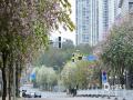 中国天气网广西站讯 3月17日，柳州全城超30万株洋紫荆竞相绽放，粉紫云霞缀满大街小巷。市民纷纷漫步花下打卡拍照，定格春日限定浪漫，在花海中邂逅最美龙城春光。（文图/潘思宇）