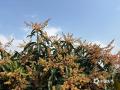 中国天气网广西站讯 3月19日，百色市田东县天气晴好，漫山遍野的芒果花迎春绽放，细碎的金黄色花穗密密匝匝挂满枝头，将果园染成一片灿烂的金色。花开繁盛预示着授粉良好，果农们望着满树花簇，眼中满是对今年芒果丰收的期盼。（图文/韦雁冰）