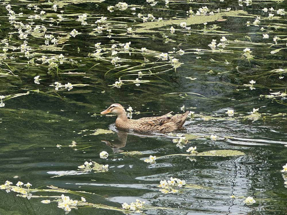 永福：春江鸭知涟漪暖 海菜花开碧波清
