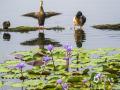 中国天气网广西站讯 近日，广西南宁南湖公园五曲桥四周，大片睡莲悄然绽放。湖面上，翠绿的莲叶层层铺展，不少花苞已探出水面，紫蓝睡莲或含苞或盛放，在晨光里漾着柔光，偶有斑嘴鸭嬉戏、蜜蜂停落花间，为湖景添上一抹灵动色彩。（图/曾海科  文/郁海蓉）