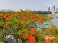 中国天气网广西站讯  近日，南宁邕江两岸的凤凰树悄然开花，枝头一片火红。盛放的花朵如烈焰般点缀江畔，为城市增添了热烈气息。绚丽的凤凰花吸引市民驻足观赏，成为邕江边一道亮丽风景线。（图/曾海科  文/郁海蓉）