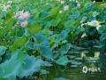 中国天气网广西站讯 6月11日，百色市区天气晴好，半岛公园的池塘内碧叶层层叠叠，粉荷竞相盛开，远观近赏皆成画。（图/邓慧兰 黄露莹 文/黄露莹）