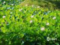 中国天气网广西站讯 6月11日，百色市区天气晴好，半岛公园的池塘内碧叶层层叠叠，粉荷竞相盛开，远观近赏皆成画。（图/邓慧兰 黄露莹 文/黄露莹）