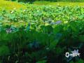 中国天气网广西站讯 6月11日，百色市区天气晴好，半岛公园的池塘内碧叶层层叠叠，粉荷竞相盛开，远观近赏皆成画。（图/邓慧兰 黄露莹 文/黄露莹）