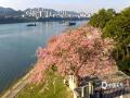 中国天气网广西站讯  近日广西天气晴好，南宁邕江北岸荔滨大道边上的异木棉迎来盛花期。阳光下，满树粉红花簇热烈绽放，与邕江碧水、江上货船相映成景。吸引不少市民游客前来打卡拍照。（图/曾海科  文/郁海蓉）