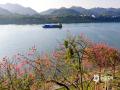 中国天气网广西站讯  近日广西天气晴好，南宁邕江北岸荔滨大道边上的异木棉迎来盛花期。阳光下，满树粉红花簇热烈绽放，与邕江碧水、江上货船相映成景。吸引不少市民游客前来打卡拍照。（图/曾海科  文/郁海蓉）