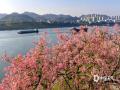 中国天气网广西站讯  近日广西天气晴好，南宁邕江北岸荔滨大道边上的异木棉迎来盛花期。阳光下，满树粉红花簇热烈绽放，与邕江碧水、江上货船相映成景。吸引不少市民游客前来打卡拍照。（图/曾海科  文/郁海蓉）