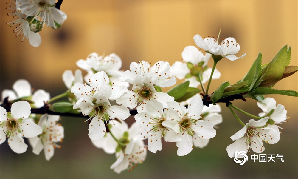 贵州丹寨:桃花梨花满枝头