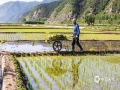 中国天气网讯 进入芒种节气，河北迎来了夏种的大忙时节。在河北承德的水稻主产区隆化县，近几天温度高、光照足的天气，就为水稻的插秧提供了绝佳的气象条件。一时间，稻田里到处都是稻农插秧忙碌的身影，也组成了一幅幅人与自然的和谐美景。（图/李辉）