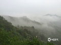 中国天气网讯 一场降雨过后，18日清晨，河北承德境内的金山岭长城云雾浓重。在云雾的笼罩下，古老长城变的若隐若现，犹如巨龙在云中穿梭，更增添了几分神秘与巍峨。（图/周万平）