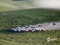 7.19日到23日，第五届内蒙古“西乌珠穆沁旗白马文化节，在内蒙古西乌珠穆沁旗拉开帷幕，这里被誉为“中国白马之乡”。一匹匹外型俊秀的白马在辽阔的大草原上奔腾，构成了唯美壮观，震撼人心的奔马景象，吸引了众多摄影爱好者前来。（摄影/穆瑞刚）