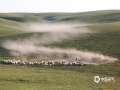 7.19日到23日，第五届内蒙古“西乌珠穆沁旗白马文化节，在内蒙古西乌珠穆沁旗拉开帷幕，这里被誉为“中国白马之乡”。一匹匹外型俊秀的白马在辽阔的大草原上奔腾，构成了唯美壮观，震撼人心的奔马景象，吸引了众多摄影爱好者前来。（摄影/穆瑞刚）