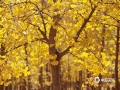 时逢深秋，河北邯郸市曲周县第四疃镇近千亩银杏林美景正当时！据了解，该银杏基地始建于1999年，占地800多亩，目前基地有银杏树10万余棵。每年十月末至十一月初，金黄色的叶子便会引来众多游客。银杏基地一直以来对群众免费开放，每年来这里游玩的人多达十万人以上。（图/周立新）