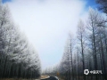 中国天气网讯 不断的冷空气影响下，上周末（23-24日）河北承德围场塞罕坝气温已经降至-20℃。严寒的天气导致林场出现大面积雾凇景观，放眼望去，整个林场犹如一片白色的海洋，景色蔚为壮观。（图/冰之魂）