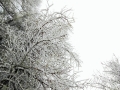 12月，河北承德围场塞罕坝进入了隆冬时节。尤其是在近期的几场降雪过后，塞罕坝的雾凇景观更加频繁起来。松林间，白色的冰晶挂满枝条，配合着满地积雪，景色十分唯美，使人犹如置身童话世界一般。（图/冰之魂）