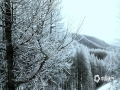 12月，河北承德围场塞罕坝进入了隆冬时节。尤其是在近期的几场降雪过后，塞罕坝的雾凇景观更加频繁起来。松林间，白色的冰晶挂满枝条，配合着满地积雪，景色十分唯美，使人犹如置身童话世界一般。（图/冰之魂）
