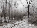 今晨（22日），河北南部大雾弥漫。在河北邯郸市植物园，伴随大雾出现的，还有雾凇。洁白的雾凇挂满了枝头，营造出了一个美妙的童话般世界。雾凇，俗称树挂，是低温时空气中水汽直接凝华,或过冷雾滴直接冻结在物体上的乳白色冰晶沉积物，是非常难得的自然景观。（图/周立新）