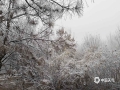 今晨（22日），河北南部大雾弥漫。在河北邯郸市植物园，伴随大雾出现的，还有雾凇。洁白的雾凇挂满了枝头，营造出了一个美妙的童话般世界。雾凇，俗称树挂，是低温时空气中水汽直接凝华,或过冷雾滴直接冻结在物体上的乳白色冰晶沉积物，是非常难得的自然景观。（图/周立新）