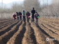 “到了惊蛰节 锄头不停歇”。随着进入惊蛰节气，河北的春耕也陆续迎来了高峰。近几天在河北唐山遵化市各地，到处可见农户们忙碌的身影。虽然现在还在疫情防控期，但是为了不耽误农时，大家也是在做好防护同时，积极开展春耕生产。(图/刘满仓）