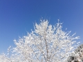中国天气网讯 3月6日到7日，河北中北部地区出现降雪。在承德坝上围城，晶莹的雪花落在树枝上，在蔚蓝天空的映衬下，玉树琼枝,银装素裹，形成了难得的“雪挂”景观。（图/冰之魂）