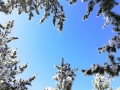 3月6日到7日，河北中北部地区出现降雪。在承德坝上围城，晶莹的雪花落在树枝上，在蔚蓝天空的映衬下，玉树琼枝,银装素裹，形成了难得的“雪挂”景观。（图/冰之魂）