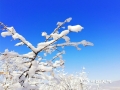 3月6日到7日，河北中北部地区出现降雪。在承德坝上围城，晶莹的雪花落在树枝上，在蔚蓝天空的映衬下，玉树琼枝,银装素裹，形成了难得的“雪挂”景观。（图/冰之魂）