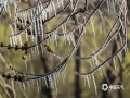 河北廊坊三河燕郊，受冷空气影响，28日早晨，气温下降至零下3℃，当地公园的树枝上形成冰挂。冰把枝头的嫩芽包裹住，晶莹剔透、美轮美奂，构成一道独特的风景线。（图/李辉）