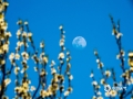 4月7日夜晚到8时凌晨，今年最大的“超级月亮”在我国天空如约而至。在河北廊坊、唐山两地，一轮明月悬挂天空，十分的美轮美奂。当地摄影爱好者也是通过二次曝光的方法，用相机记录下这一瞬间。图为河北廊坊三河燕郊（图/李辉）
