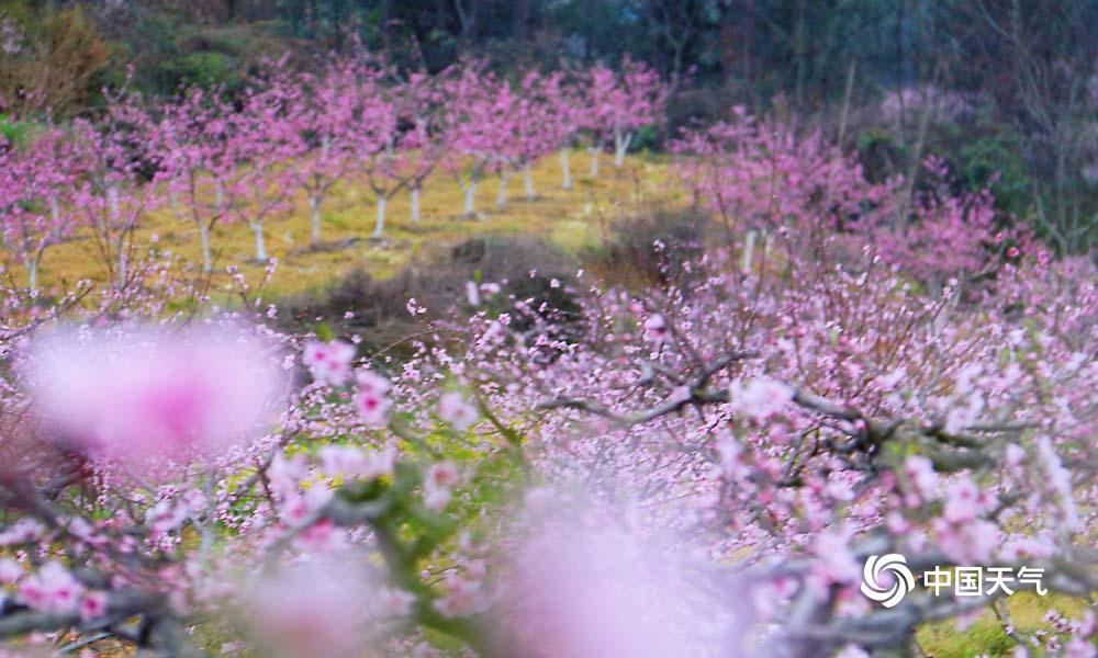 三月桃花浪漫时 四川德阳赏花赏景好时节