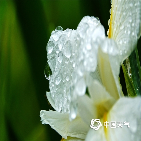 镜头下的雨露花 润物细无声(1/9)