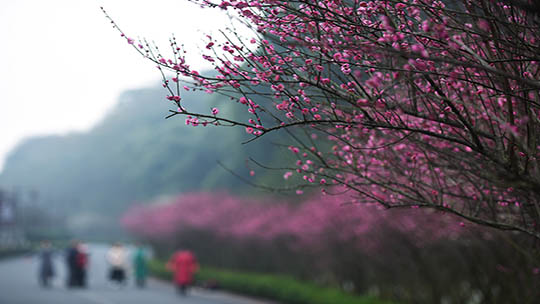 乐山绿心公园 一年一度梅花绽放